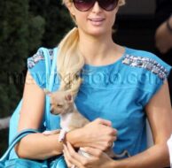 11_8_10_Paris Hilton Puppy_109